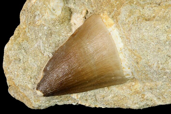 Mosasaur (Prognathodon) Tooth In Rock - Morocco #154892